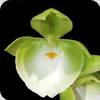 Catasetum pileatum Green Gold